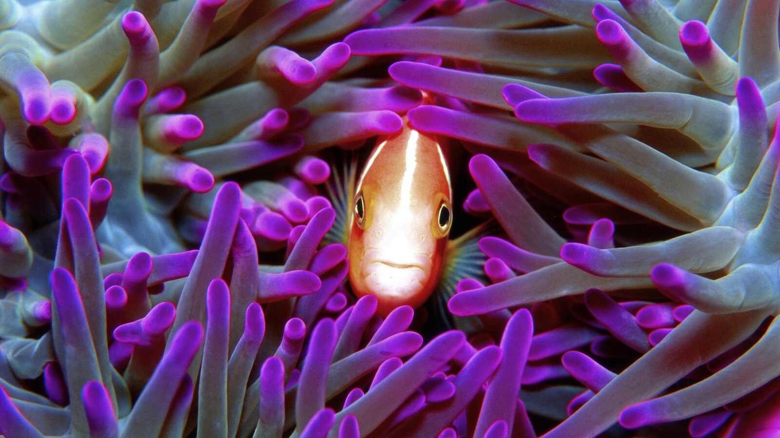 Snorkeller above vibrant coral and tropical fish on the Great Barrier Reef near Cairns, Queensland