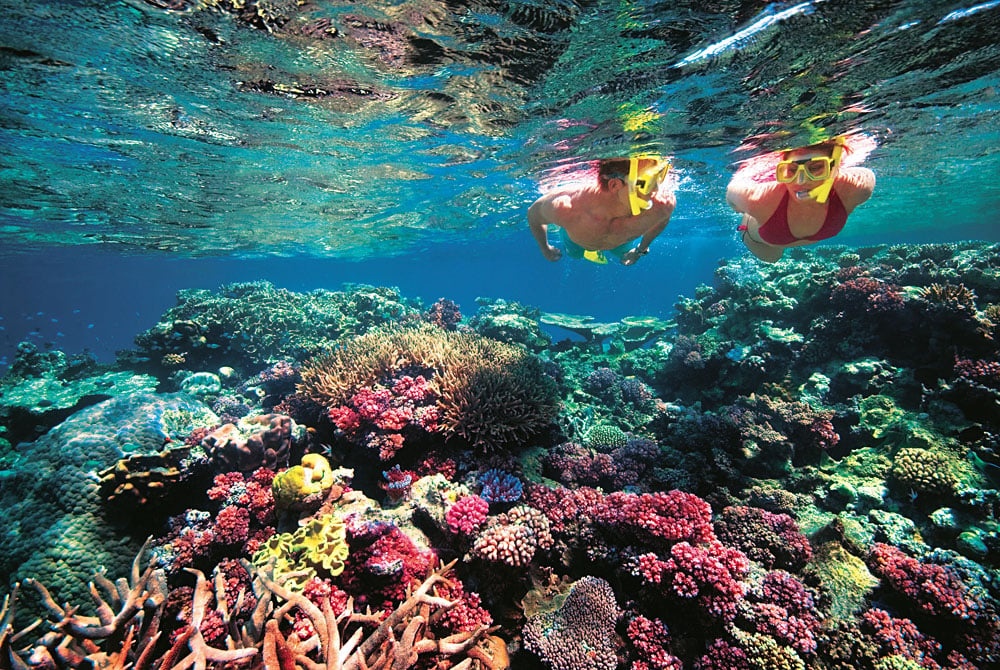 Great Barrier Reef Diving & Snorkelling: The Complete Guide