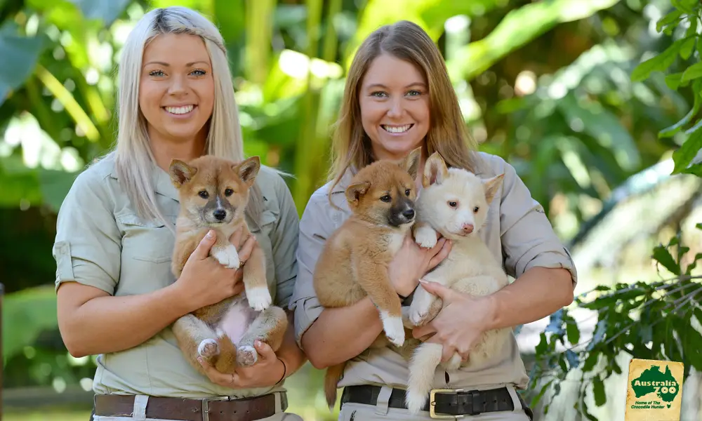 Dundee Adventure Travel | Croc Tours | Australia Zoo Day Trip from Brisbane Experience Australia Zoo Day Trip From Brisbane