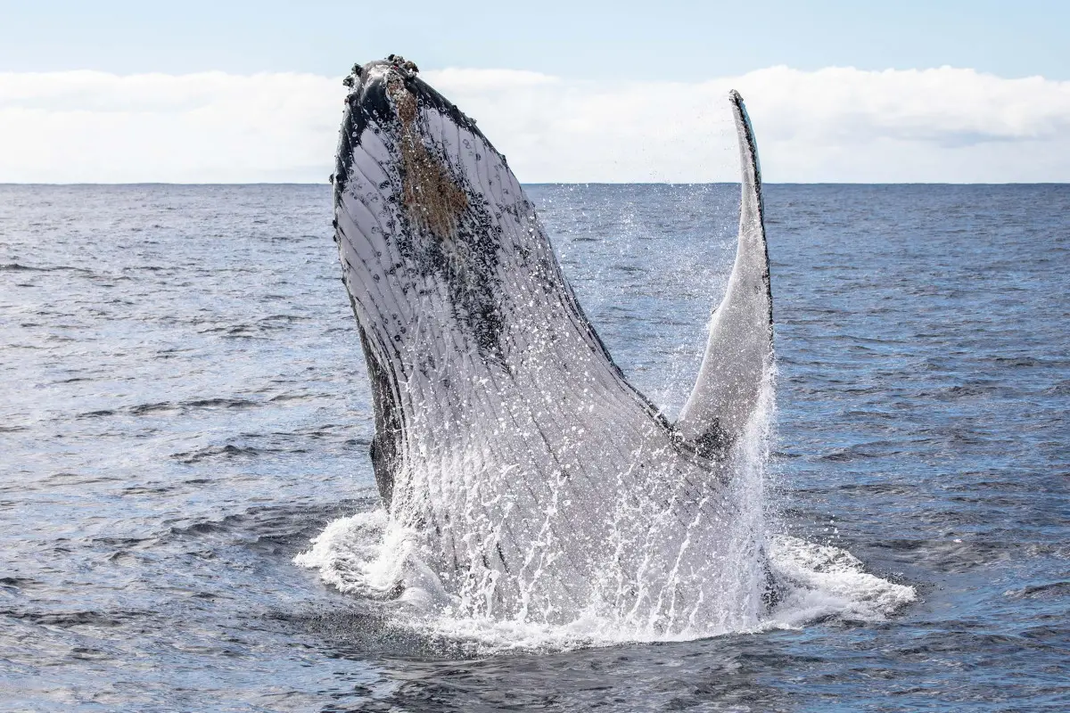 Dundee Adventure Travel | Noosa Ocean Rider | Whale Watching