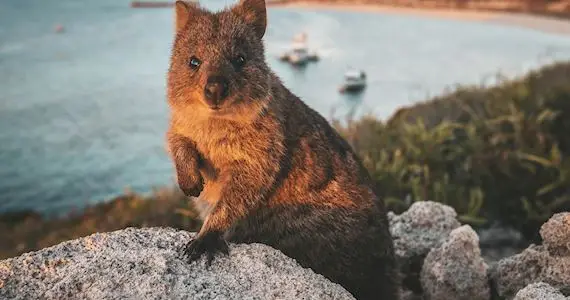 Dundee Adventure Travel | Rottnest Island Day Trip with Return Ferry Lexis Student Day Special! Return Ferry to Rottnest Island from Perth or Fremantle