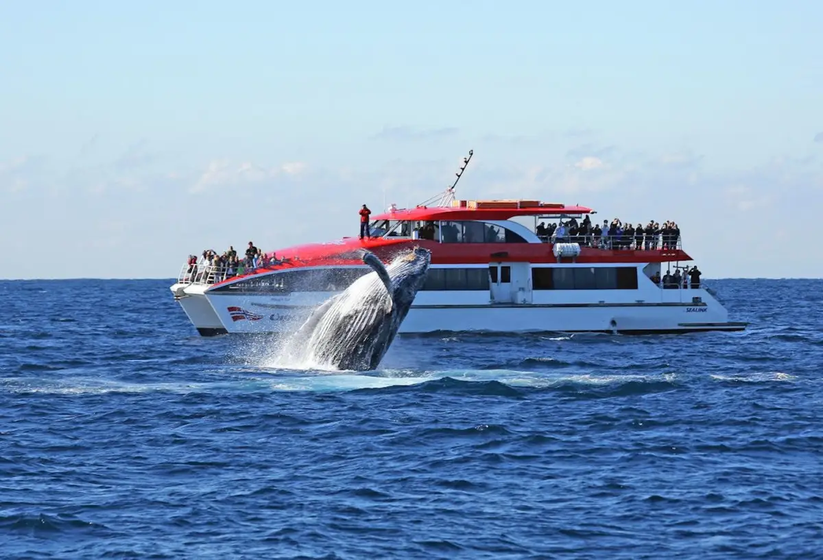 Dundee Adventure Travel | Sydney Whale Watching Afternoon