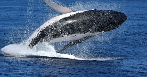 Whale watching cruise Perth departing from Hillarys Boat Harbour