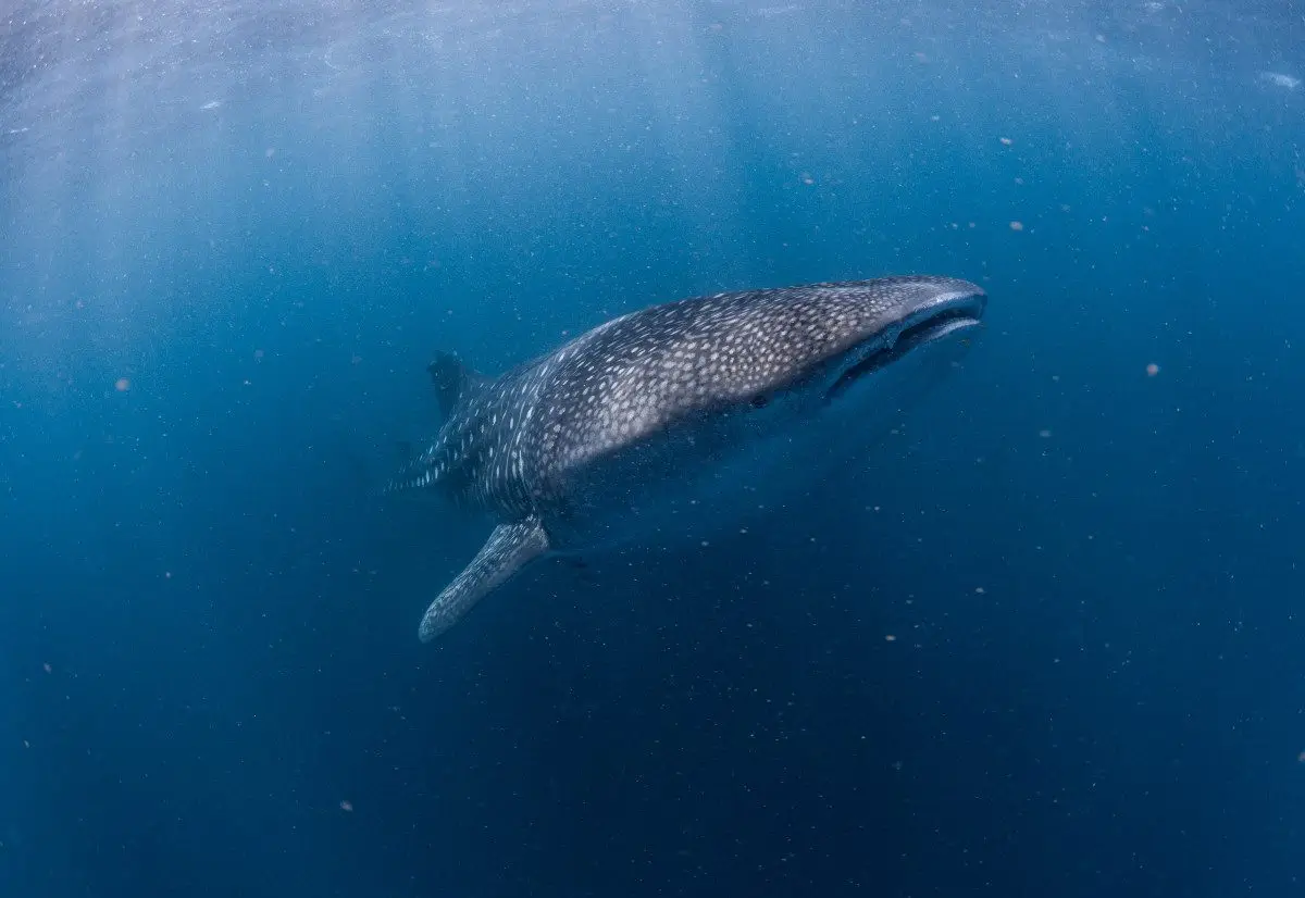 Dundee Adventure Travel | Explore Western Australia’s Top Spots