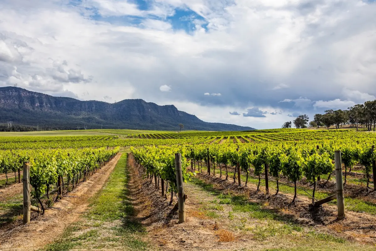 Dundee Adventure Travel | Hunter Valley Signature Experience Day Trip from Sydney (SAVER Fare)