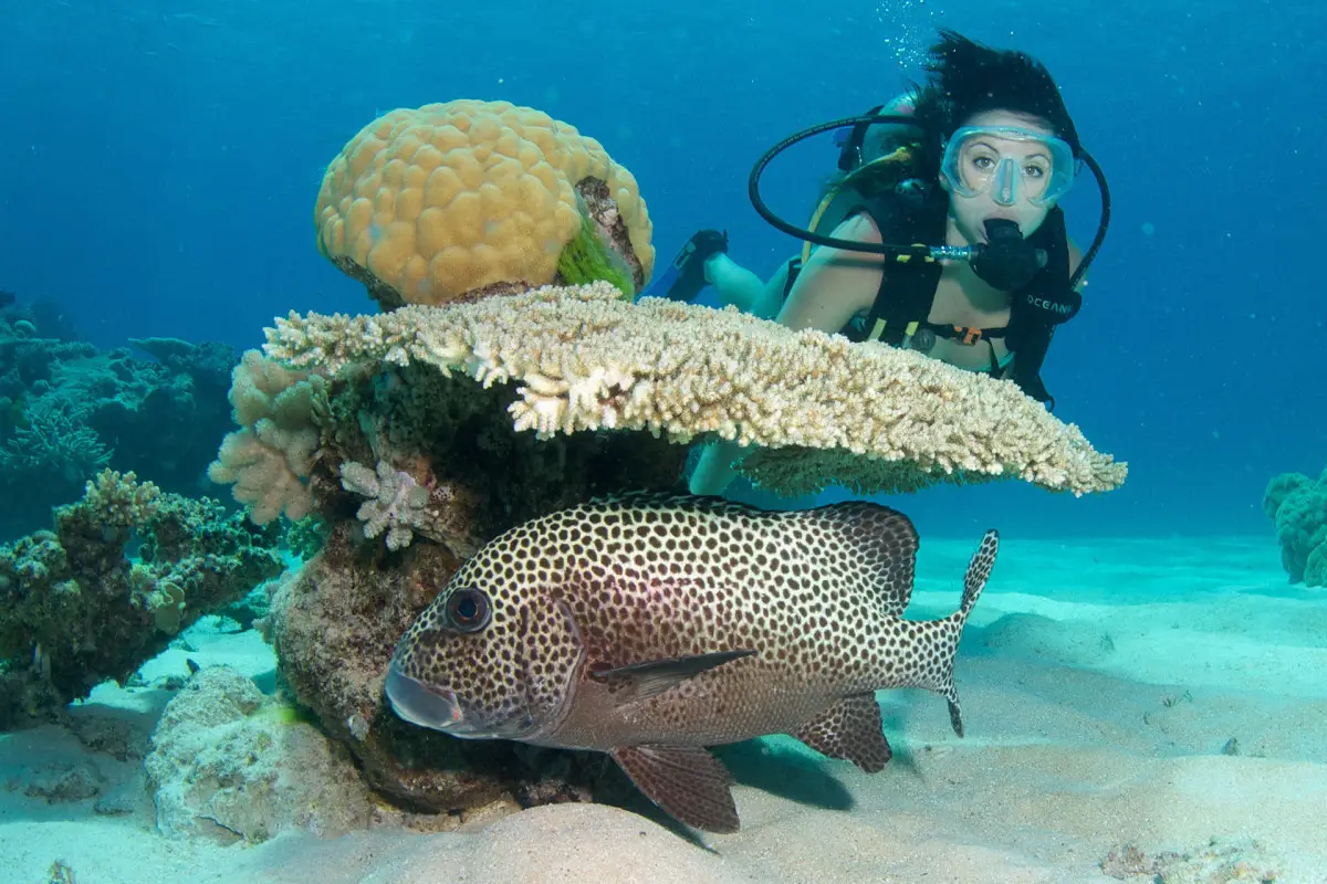 Dundee Adventure Travel | Cairns & Port Douglas Scuba-Diving-Cairns-50