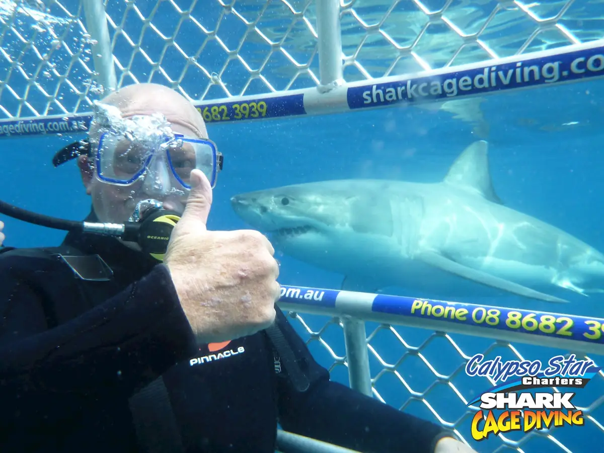 Dundee Adventure Travel | Great White Shark Dive & Tour