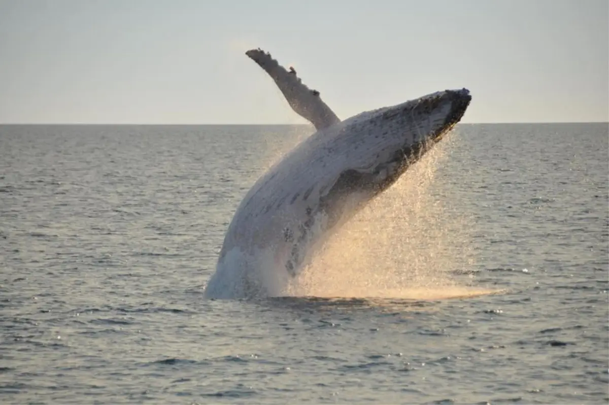 Dundee Adventure Travel | Broome Whale Watching | Broome Whale Watching and Sunset Cruise See whales on a 4.5 broome whale watching and sunset cruise