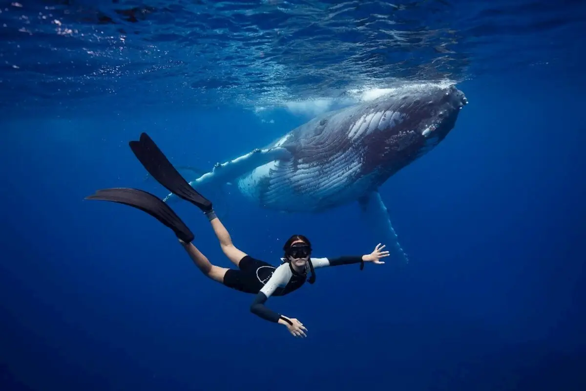 Dundee Adventure Travel | Swim with Humpback Whales (June to October) Dundee Adventure Travel | Swim with Humpback Whales (June to October)
