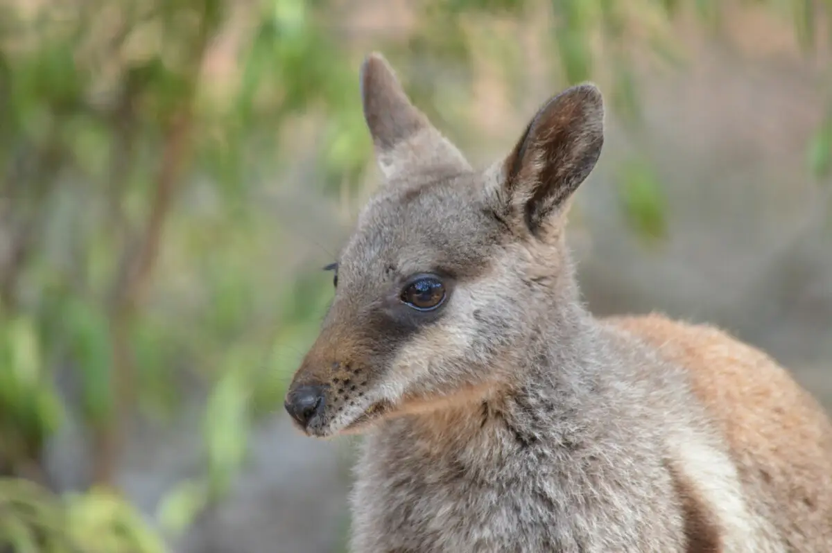 Dundee Adventure Travel | Alice Springs alice-springs-wallaby