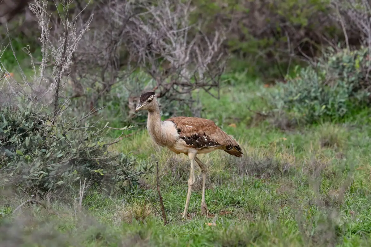 exmouth-wa-bird-bustard