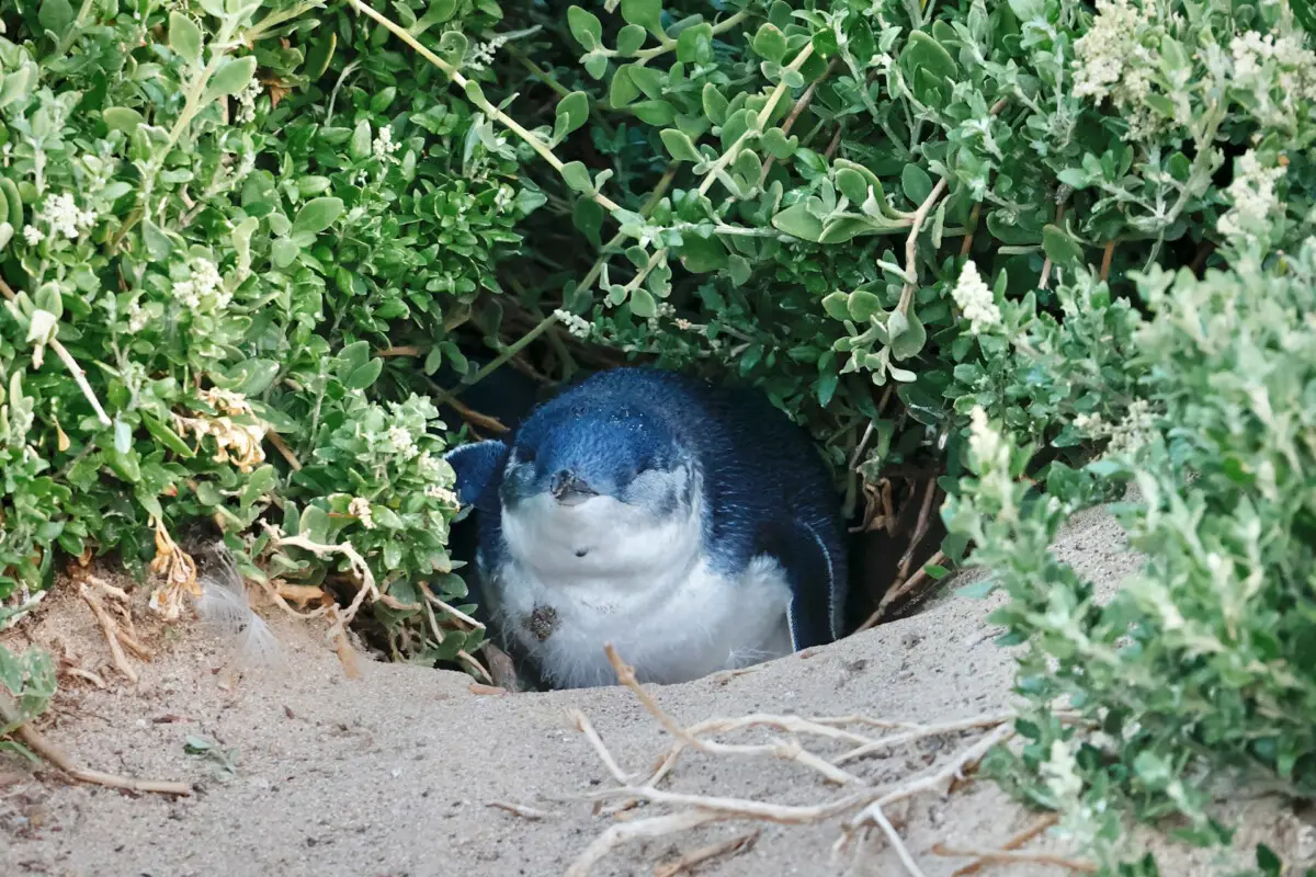 phillip-island-penguin