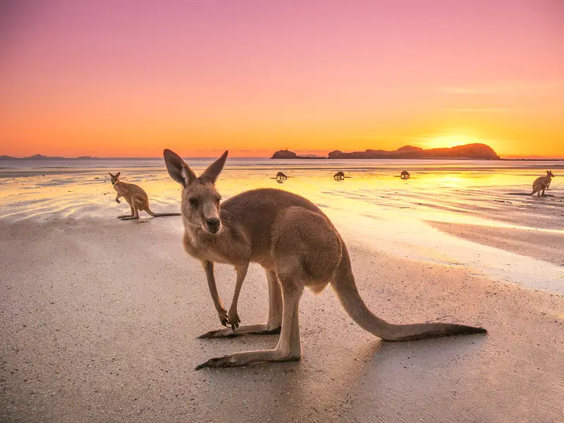 Dundee Adventure Travel | Which Aussie Adventure Matches Your Travel Vibe? Take the Quiz to Find Out! Dundee Adventure Travel | Which Aussie Adventure Matches Your Travel Vibe? Take the Quiz to Find Out!