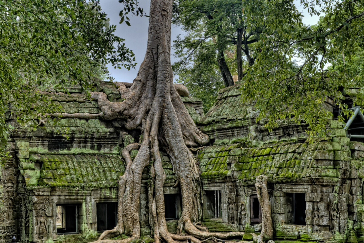 cambodia-temple-tree