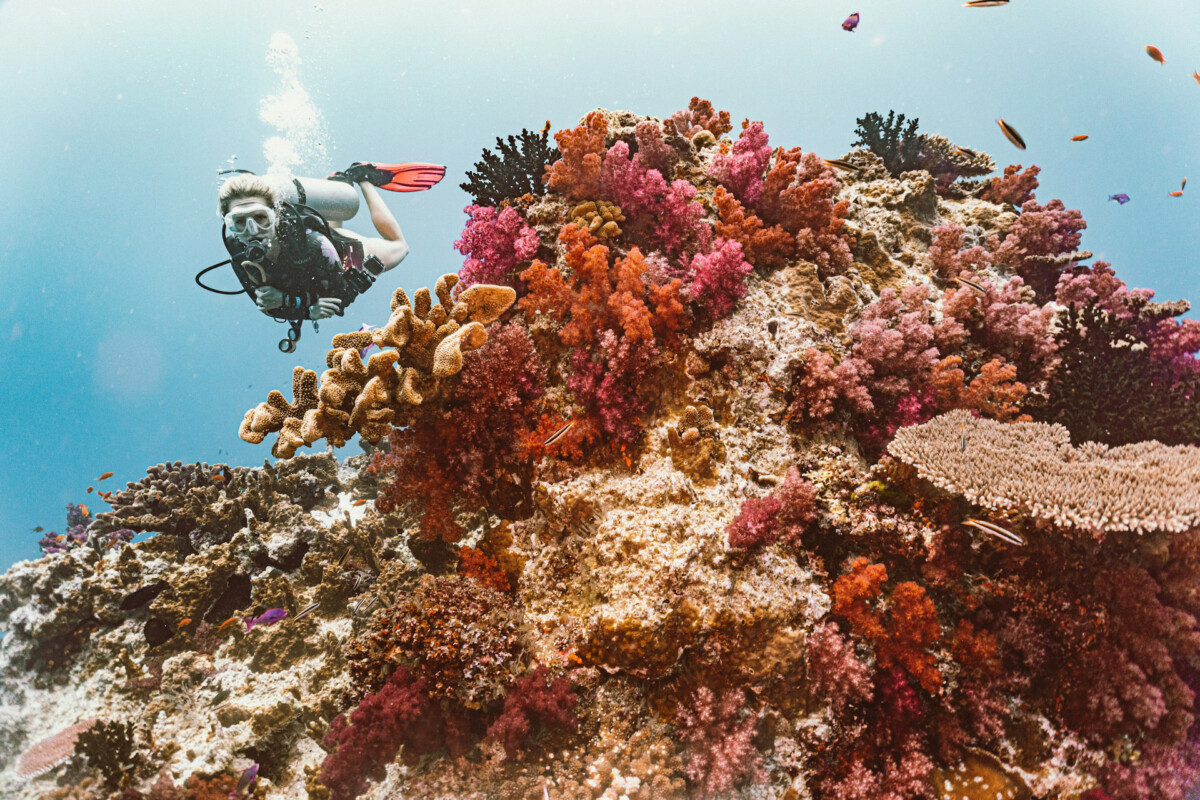 fiji-reef