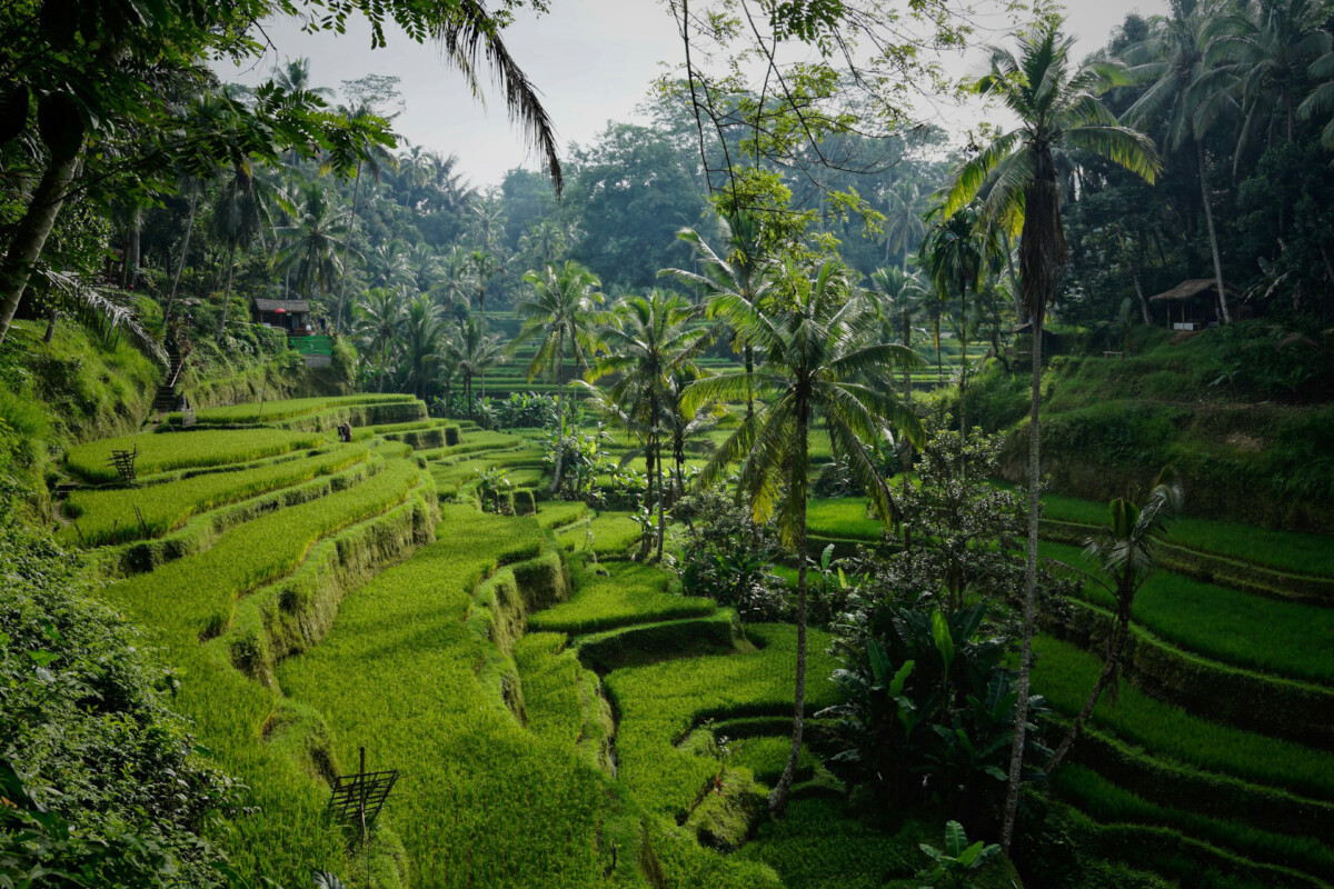 indonesia-bali-forest