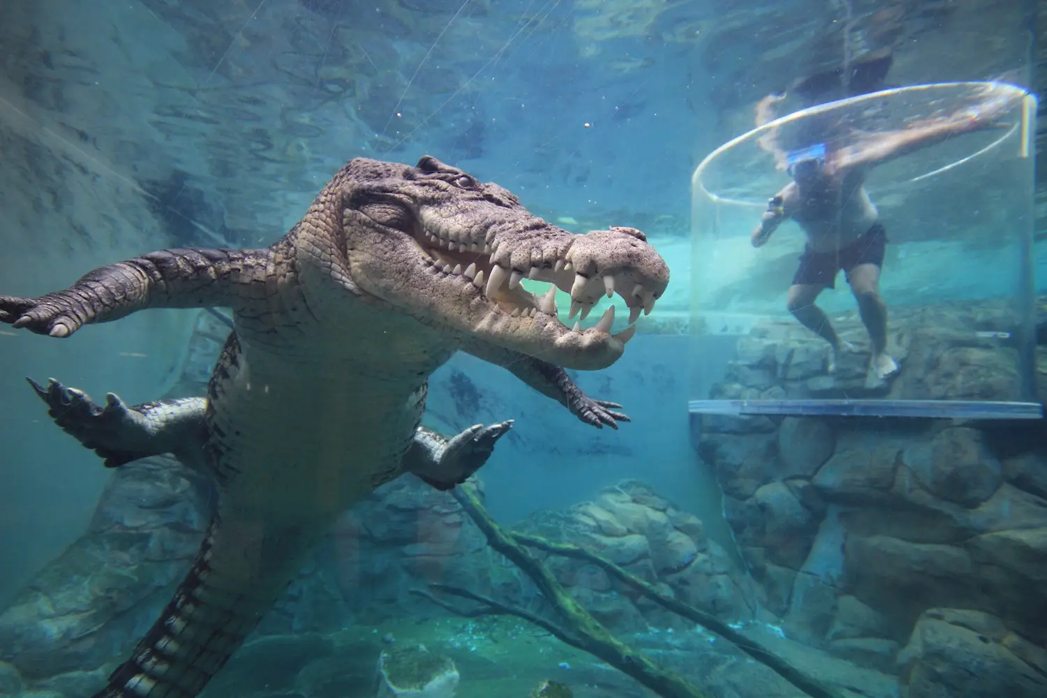 Crocosaurus Cove Cage of Death experience