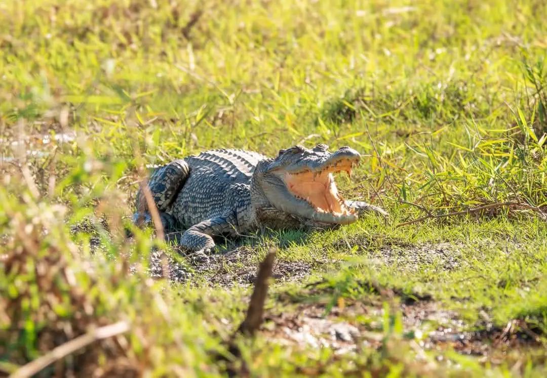 Dundee Adventure Travel | A Backpacker’s Guide to Darwin 2025