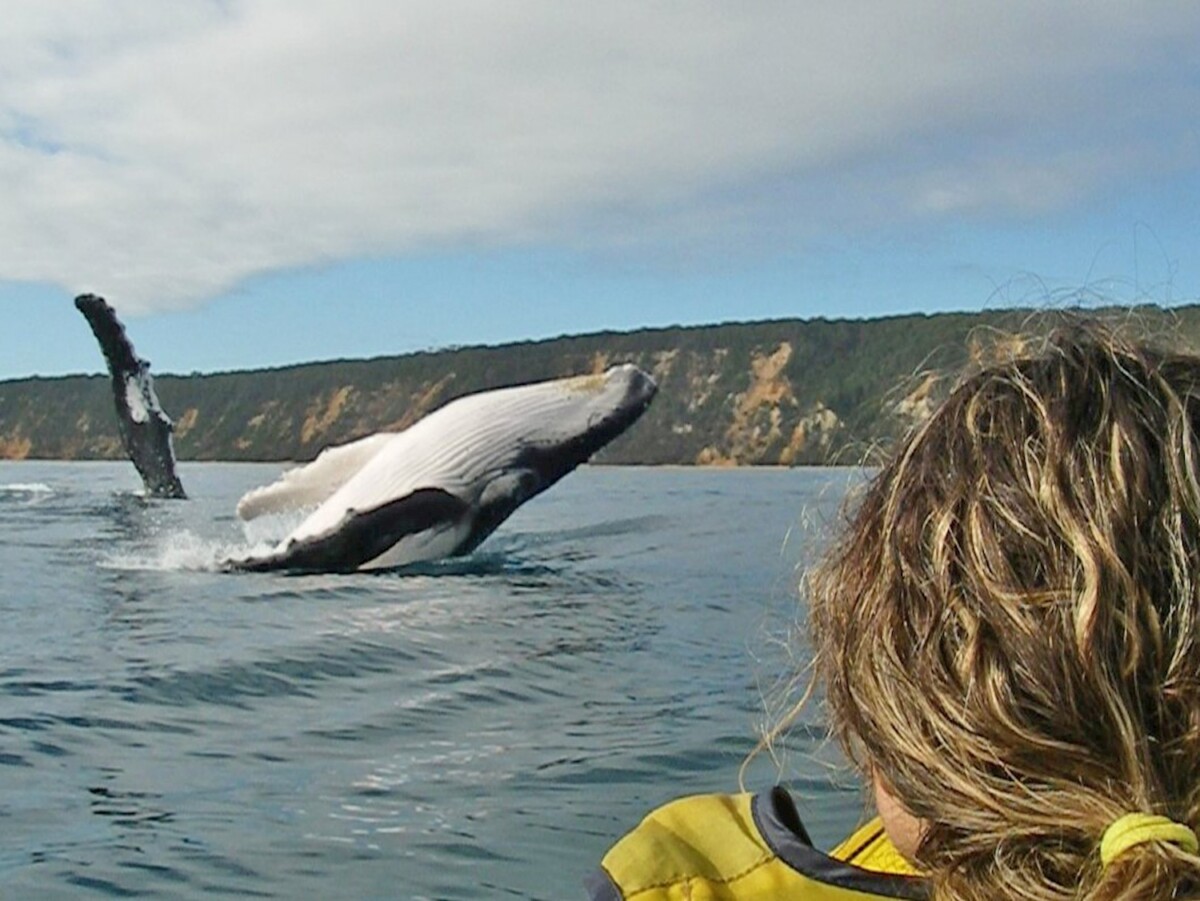 Kayaking near humpback whales during a guided eco-tour at Double Island Point, Noosa