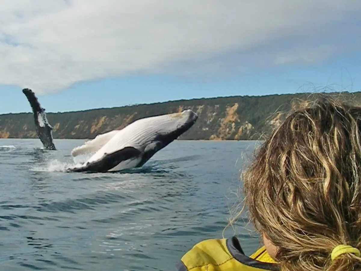 Dundee Adventure Travel | Things To Do in Noosa for Students and Backpackers | Dundee Adventure Travel Kayaking near humpback whales during a guided eco-tour at Double Island Point, Noosa