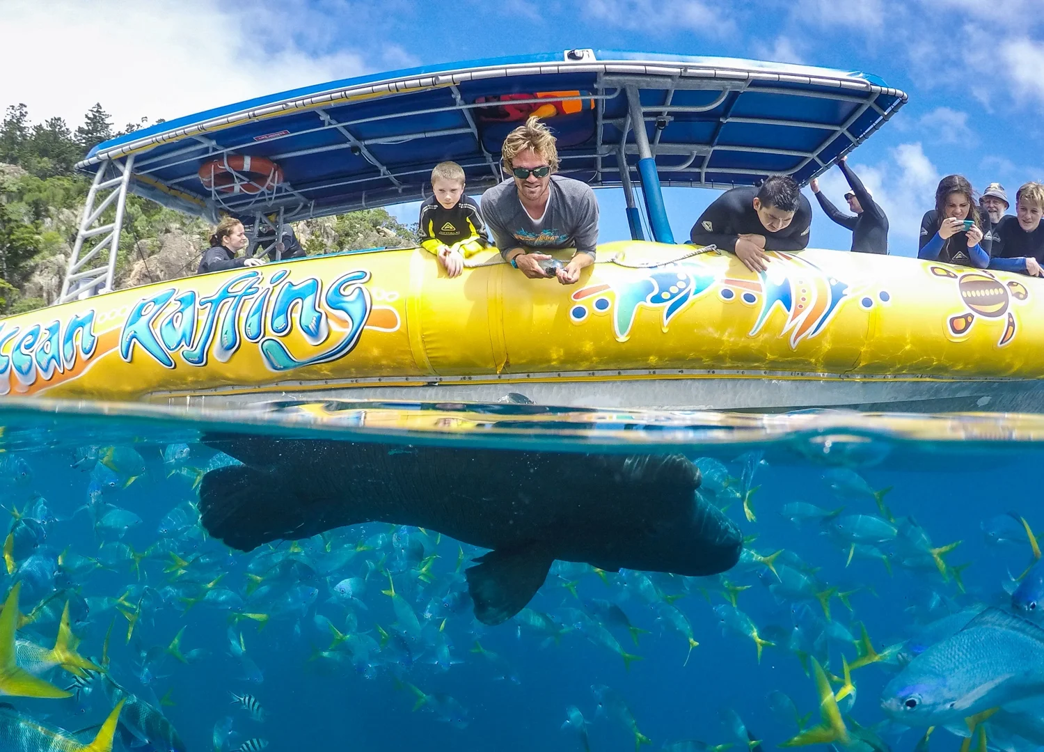 Tropical fish swimming at Hamilton Island reef site