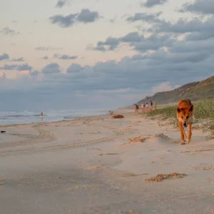 Wild dingo walking along the beach on K’gari Fraser Island at sunset