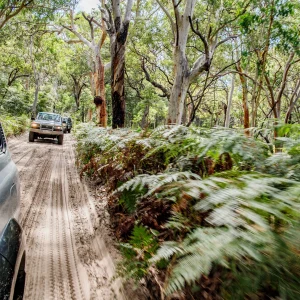 4WD convoy driving through sandy forest trail on Fraser Island