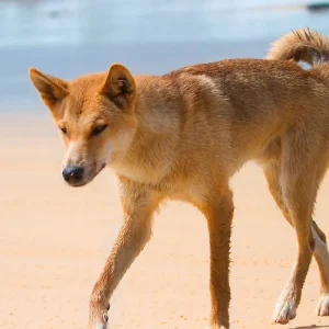 Dundee Adventure Travel | K’gari Explorer Tours | K’gari Overnight Tour – Hervey Bay – Resort Style 18698-fec5f24b-2381-4a61-81fa-4af05c22e886-fullsize