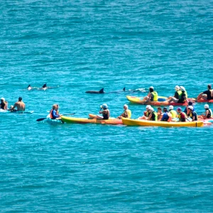 Kayakers paddling in Byron Bay with views of Cape Byron Lighthouse on a sea kayak tour