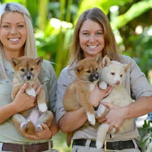 Dundee Adventure Travel | Croc Tours | Australia Zoo Day Trip from Brisbane Experience Australia Zoo Day Trip From Brisbane
