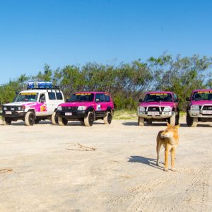 Wild dingo standing in front of parked 4WD vehicles on Fraser Island
