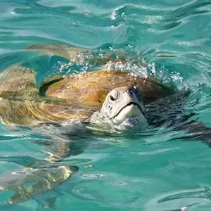 25604-a4abfc03-12ca-4081-b43b-5de65a72952e-thumbnail