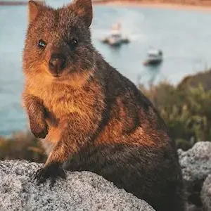 Dundee Adventure Travel | Rottnest Island Day Trip with Return Ferry Lexis Student Day Special! Return Ferry to Rottnest Island from Perth or Fremantle