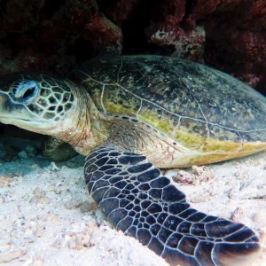 Dundee Adventure Travel | Turtle Ecotour 29833-9aa5f368-f209-4e48-b66b-b46ece528f36-fullsize