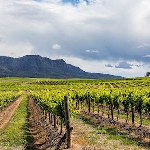 Scenc views across a vineyard in the Hunter Valley.