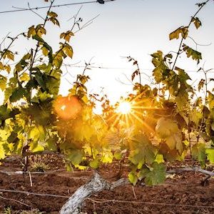 Sun rising over a vineyard in the Hunter Valley.