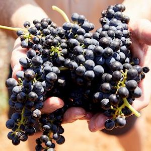 Harvested grapes at Brokenwood Wines, Pokolbin.