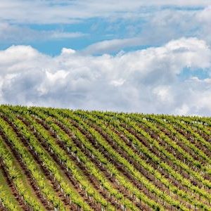 Scenc views across a vineyard in the Hunter Valley.