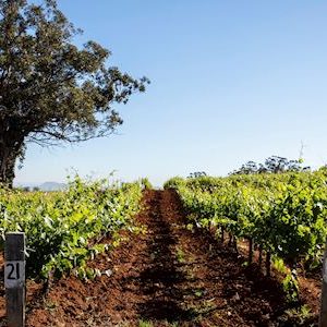 Scenic views across Tyrell's Wines vineyards in Pokolbin.