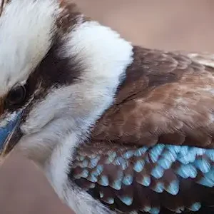 Dundee Adventure Travel | Autopia Tours | Blue Mountains Sunset Without Crowds 30643-51029743-650b-4d03-8e3c-5750fecb40ab-thumbnail