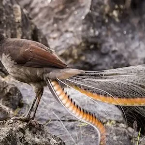 Dundee Adventure Travel | Autopia Tours | Blue Mountains Sunset Without Crowds 30643-a65cc1a4-5d91-422c-b242-e68c75d966bb-thumbnail