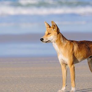 Dingo on the beach in Great Sandy National Park, Fraser Island Waddy Point, QLD, Australia on December 30 2015