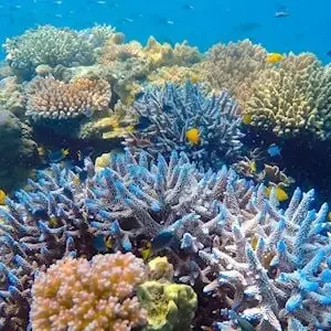 Dundee Adventure Travel | Great Barrier Reef Morning Tour – Ocean Safari 32251-b69ee543-a8a3-4406-82cc-70c50692b8f5-thumbnail