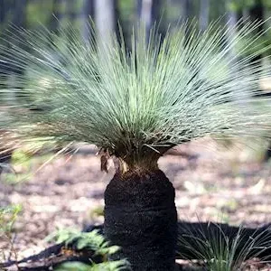 Dundee Adventure Travel | Great Ocean Road Melbourne to Adelaide 3 Day (Shared Accommodation) 32820-093a40f2-1585-492c-93ce-ca609a17b764-thumbnail