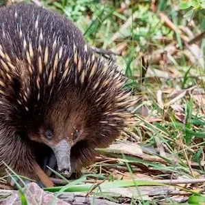 Dundee Adventure Travel | Great Ocean Road Melbourne to Adelaide 3 Day (Shared Accommodation) 32820-10a396a6-588c-4ab0-8d8d-662b540d383c-thumbnail