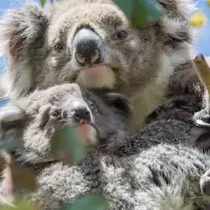 Dundee Adventure Travel | Great Ocean Road Melbourne to Adelaide 3 Day (Shared Accommodation) 32820-9255206b-9fb9-4974-8ea9-838539bf5697-thumbnail