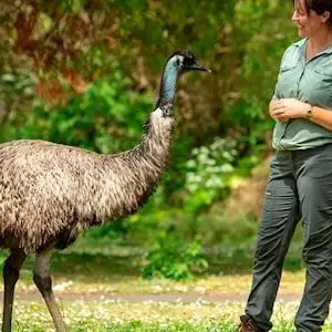 Dundee Adventure Travel | Great Ocean Road Melbourne to Adelaide 3 Day (Shared Accommodation) 32820-a978a862-0d18-4312-b5b5-1d075350c1cc-thumbnail