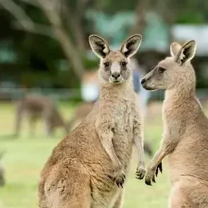 Dundee Adventure Travel | Great Ocean Road Melbourne to Adelaide 3 Day (Shared Accommodation) 32820-dc9c616d-be93-405f-872b-d706d9e202b8-thumbnail