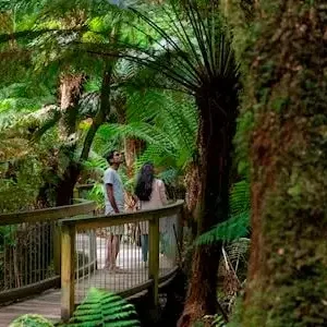 Dundee Adventure Travel | Great Ocean Road Melbourne to Adelaide 3 Day (Shared Accommodation) 32820-f4238d1e-8bee-4669-b67f-6fbbc2b44bdc-thumbnail