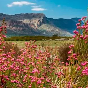 Dundee Adventure Travel | Great Ocean Road Melbourne to Adelaide 3 Day (Shared Accommodation) 32820-f4ca4e12-b3e1-4d7c-986f-d7eac3f2fcb2-thumbnail